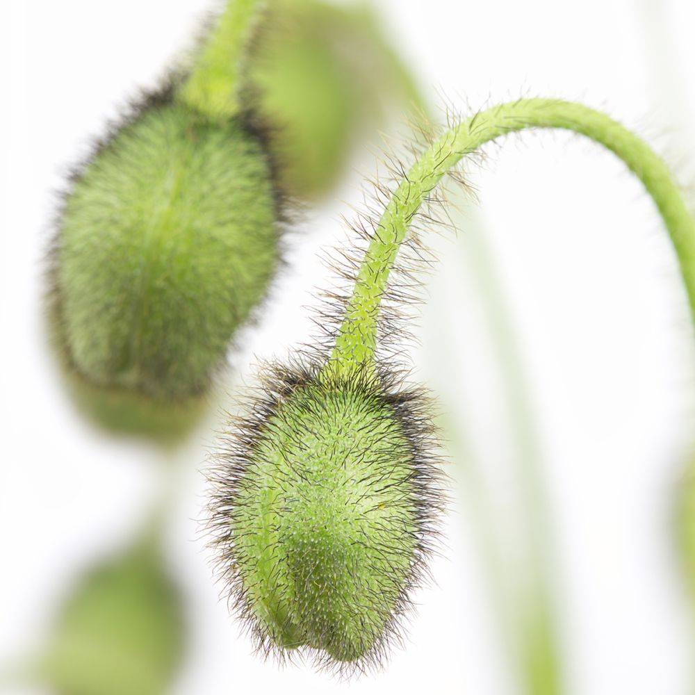 Pavot d'Islande - Papaver nudicaule lot de 3 - Image 4