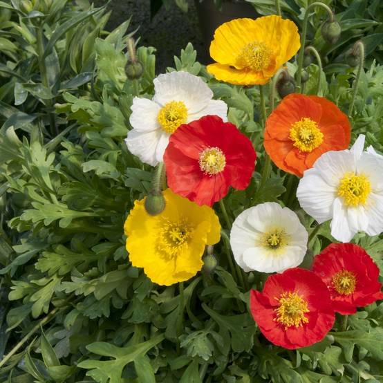 Pavot d'Islande - Papaver nudicaule lot de 3 - Image 3