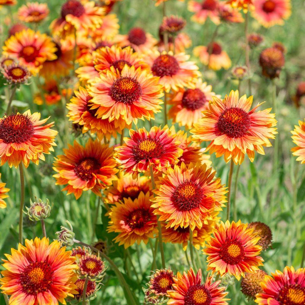 Gaillarde 'Royale' - Image 3