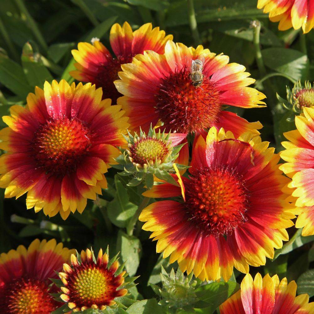 Gaillarde 'Royale' - Image 4