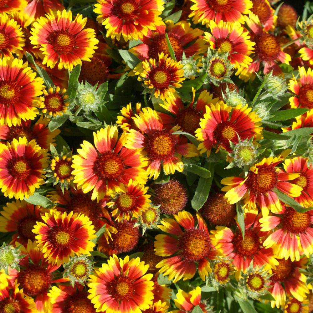 Gaillarde 'Royale' - Image 1