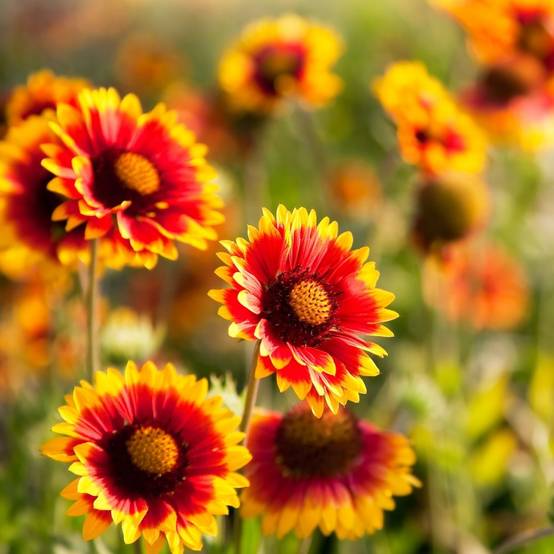 Gaillarde 'Royale' - Image 5