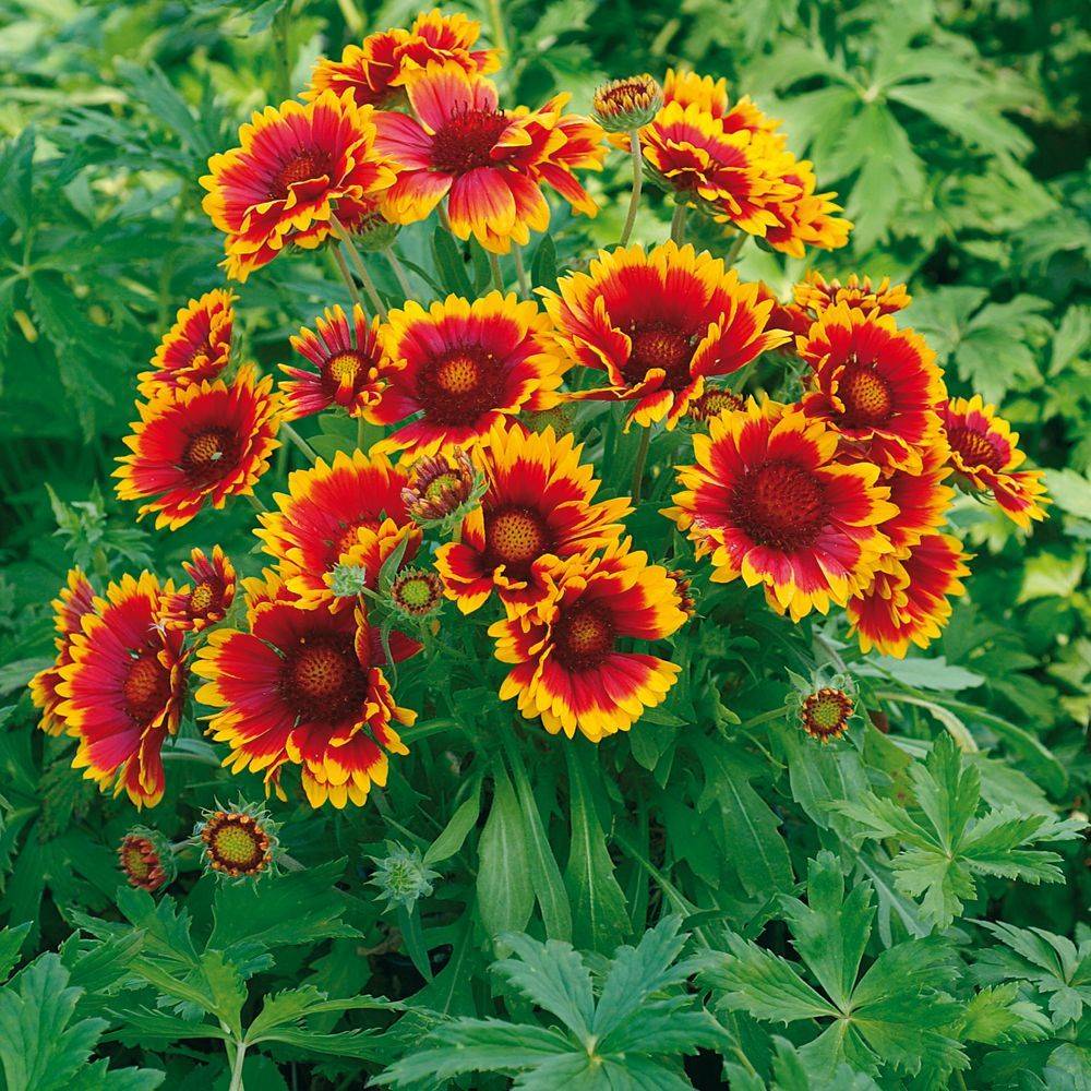 Gaillarde 'Royale' - Image 2
