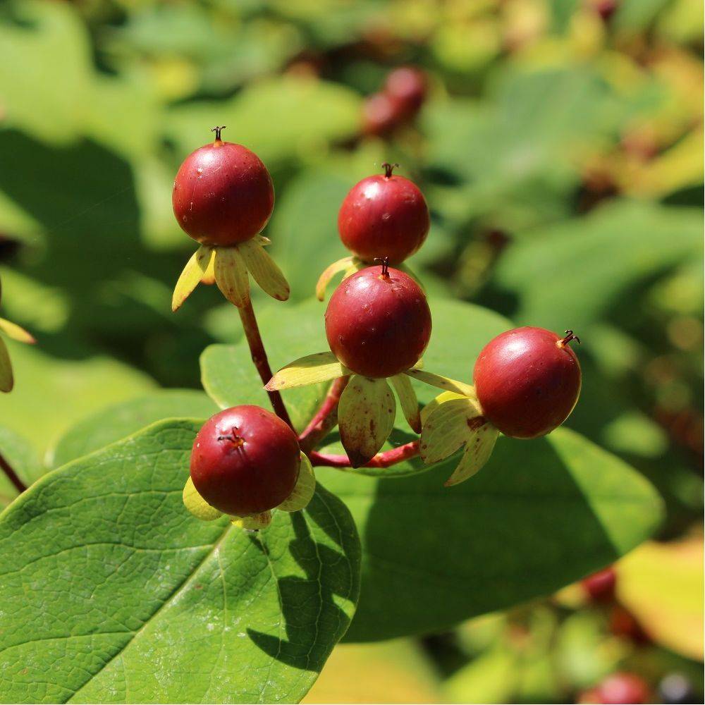 Millepertuis - Hypericum calycinum - Image 3