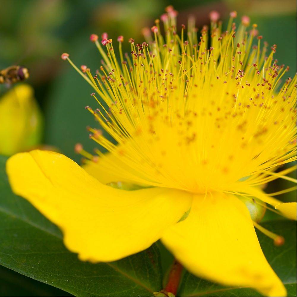 Millepertuis - Hypericum calycinum - Image 4