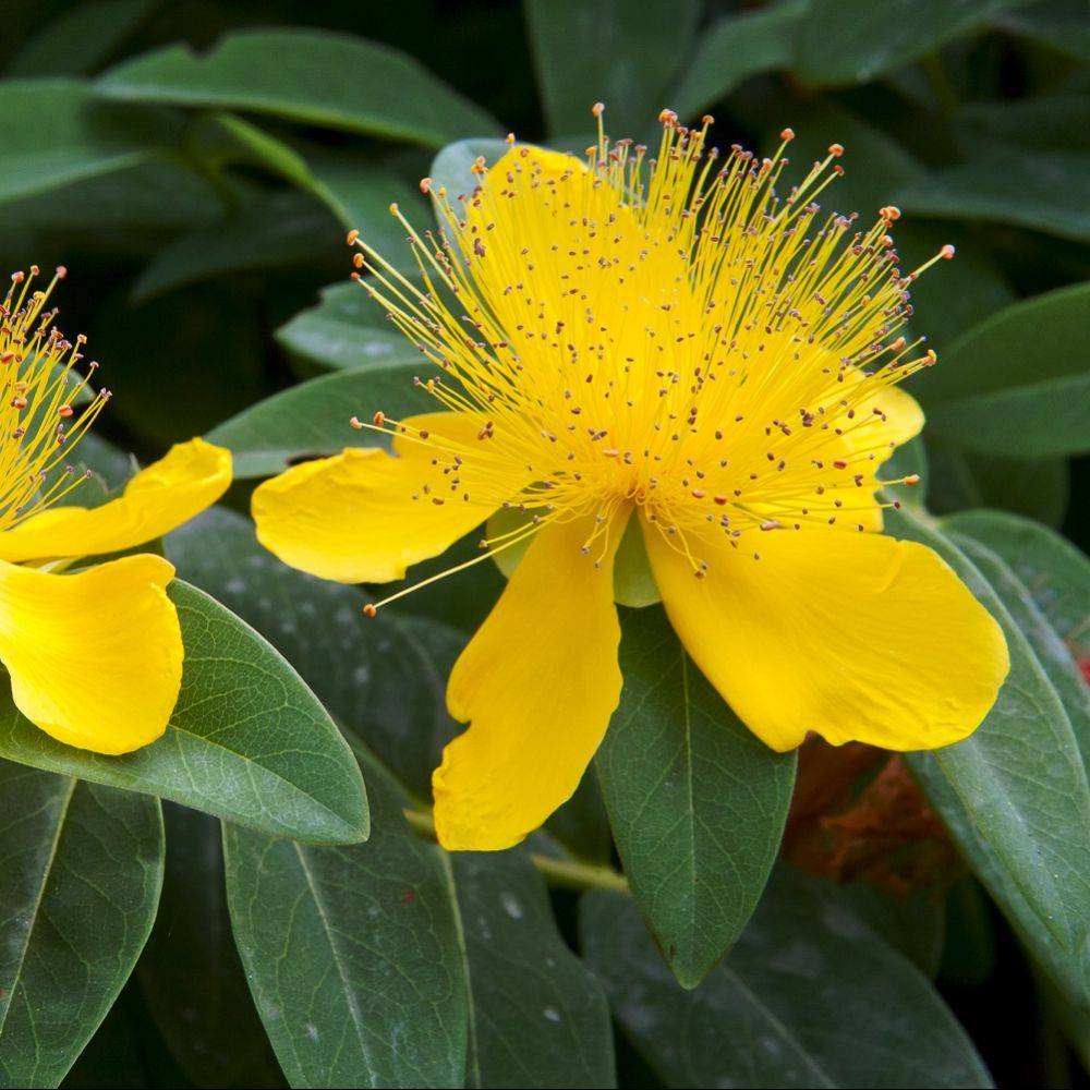 Millepertuis - Hypericum calycinum - Image 5