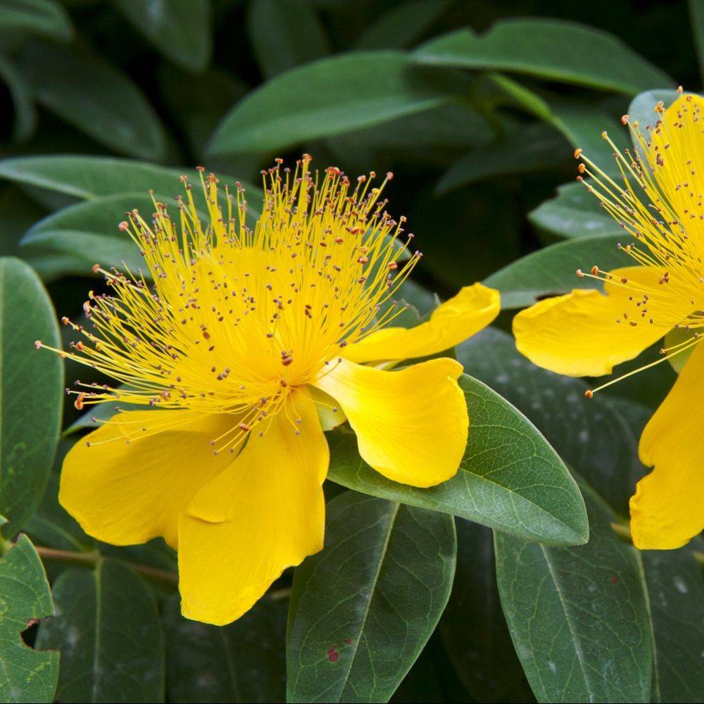 Millepertuis - Hypericum calycinum - Image 7