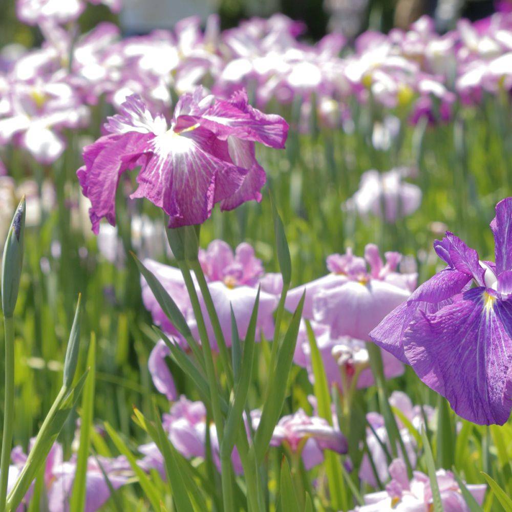 Iris des berges Rose Queen - Iris ensata