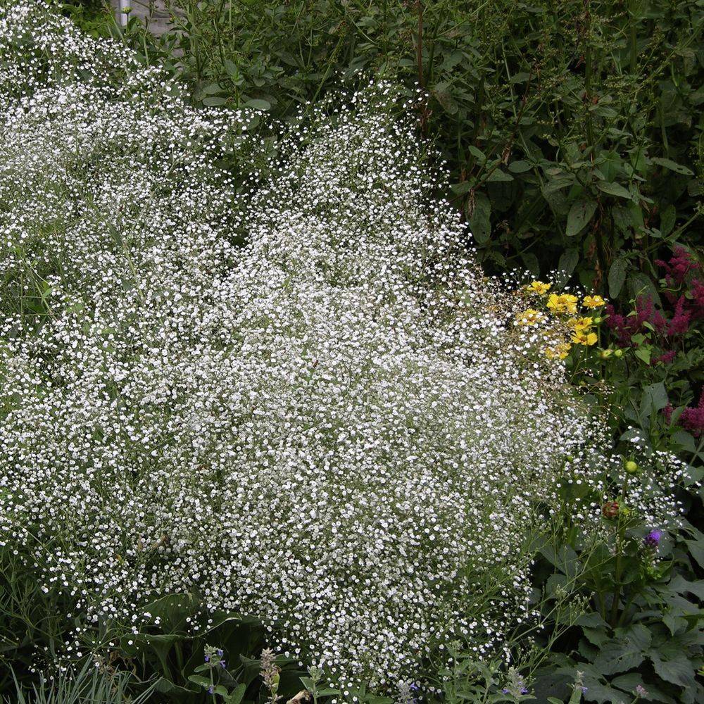 Gypsophila paniculata lot de 3
