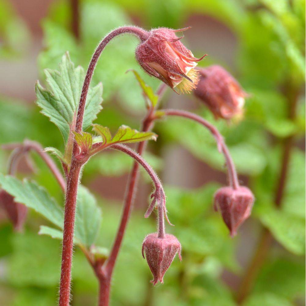 Benoîte des ruisseaux - Geum rivale