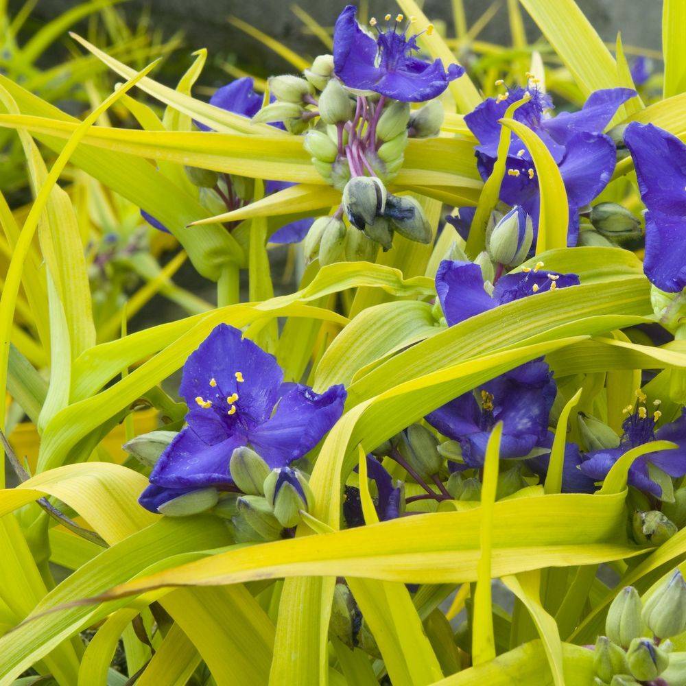 Tradescantia 'Sweet Kate' lot de 3 - Image 2