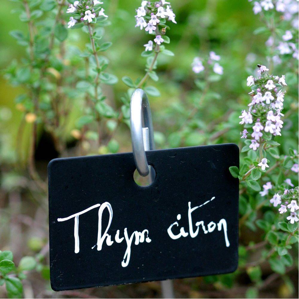 Thym citron - Image 1