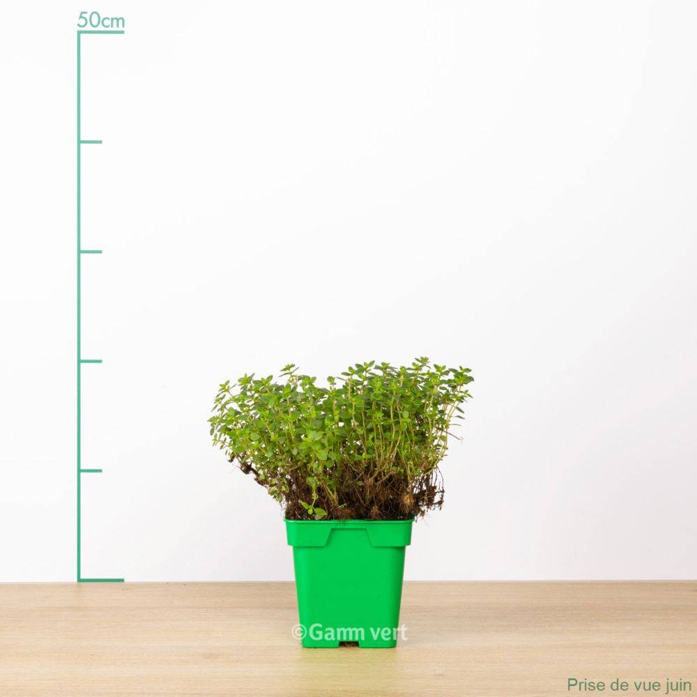 Thym citron - Image 3