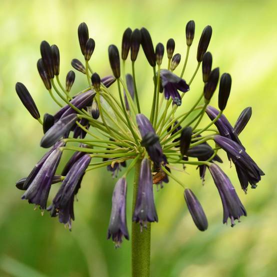 Agapanthe Black Magic
