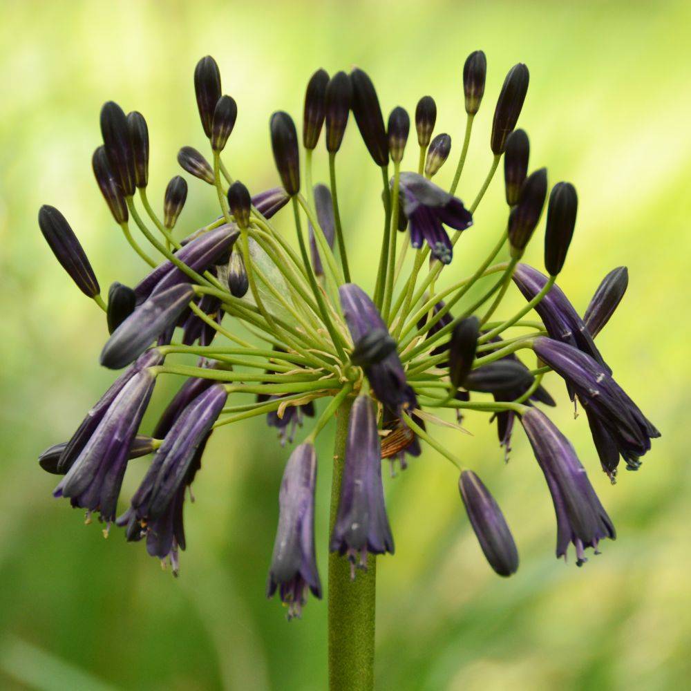 Agapanthe Black Magic