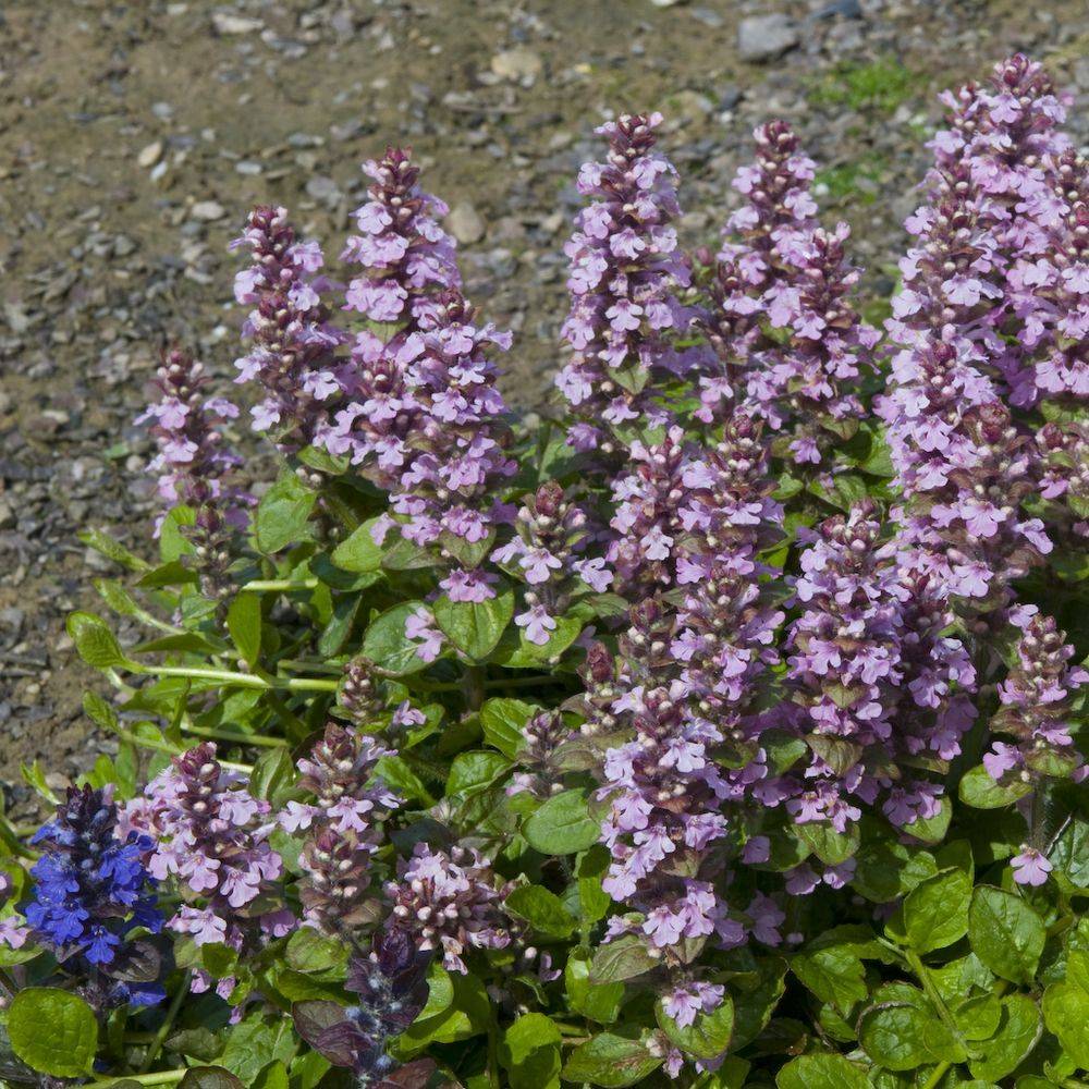 Ajuga reptans purple torch lot de 3