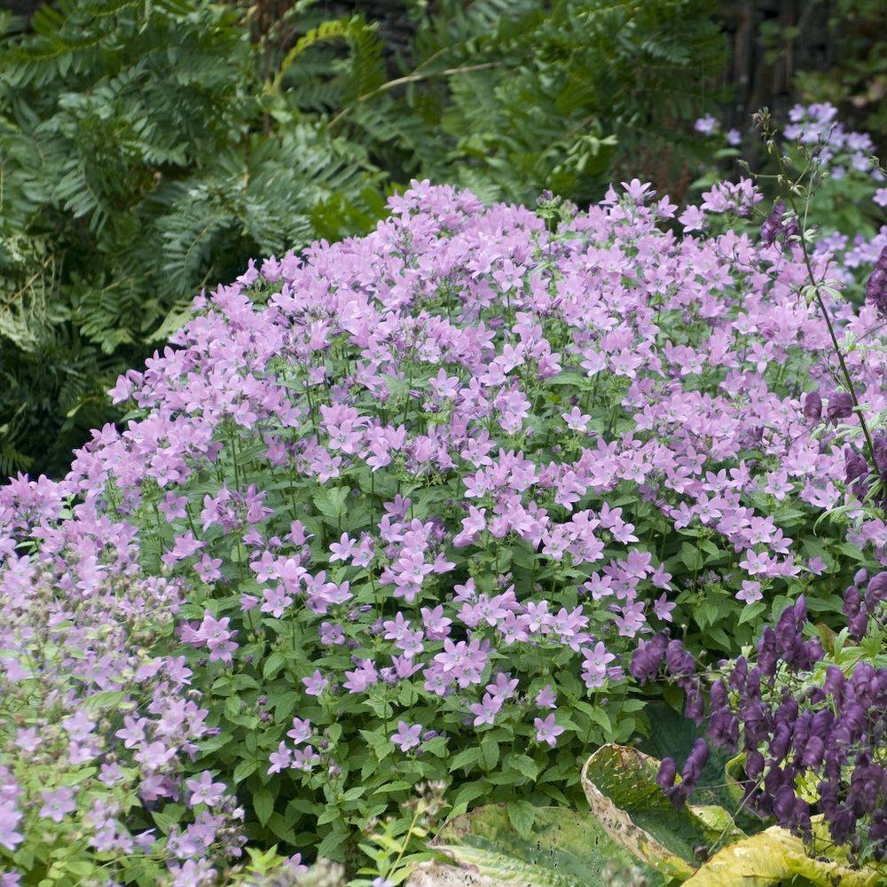 Campanula lactiflora loddon anna libaro
