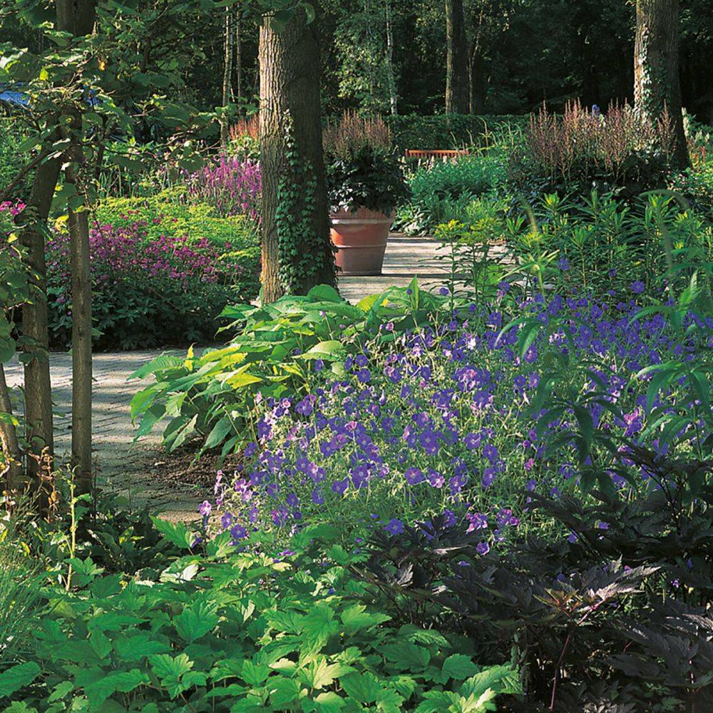 Géranium vivace Brookside® - Image 1