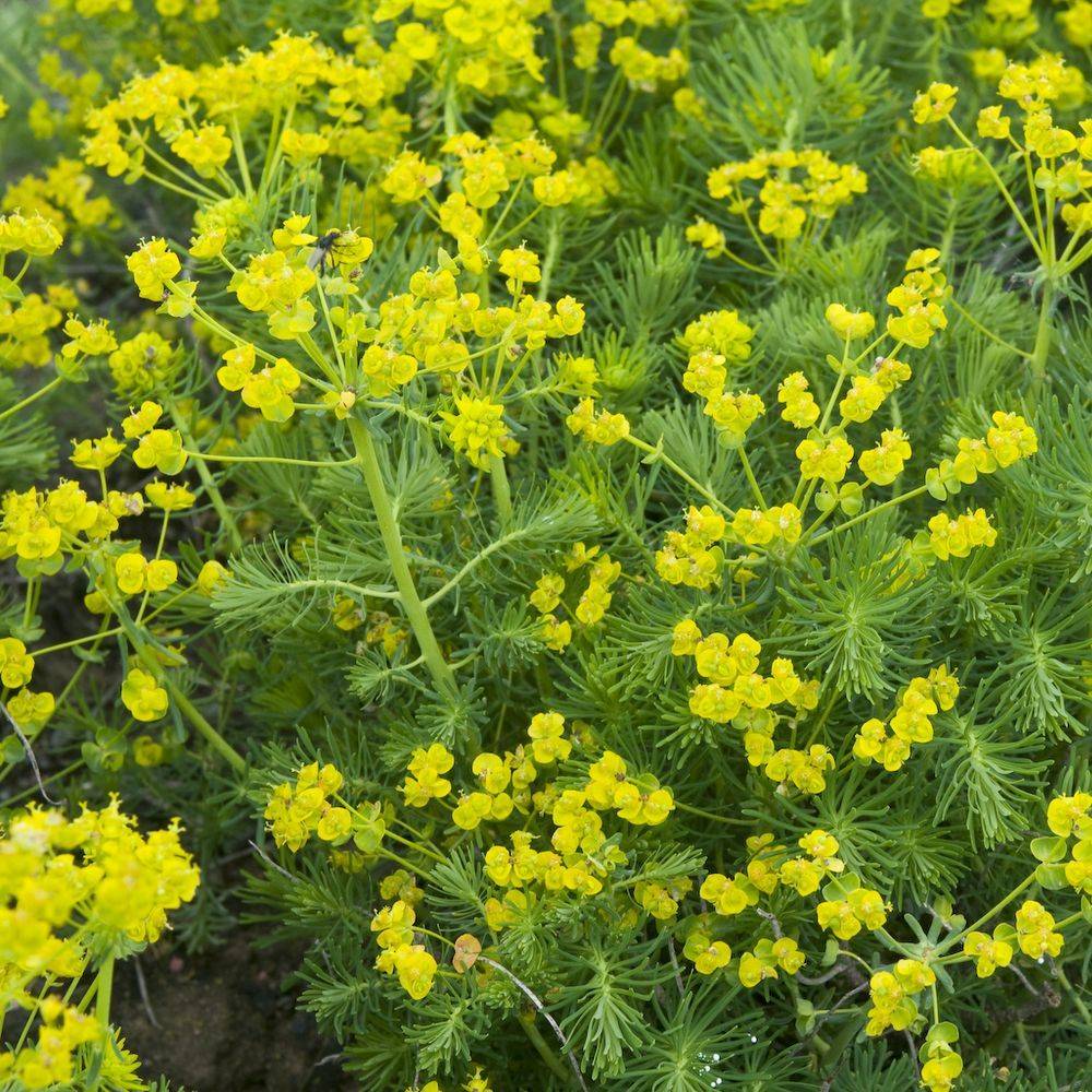 Euphorbia cyparissias