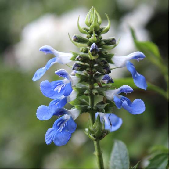 Sauge des marais bleue - Salvia uliginosa lot de 3 - Image 1