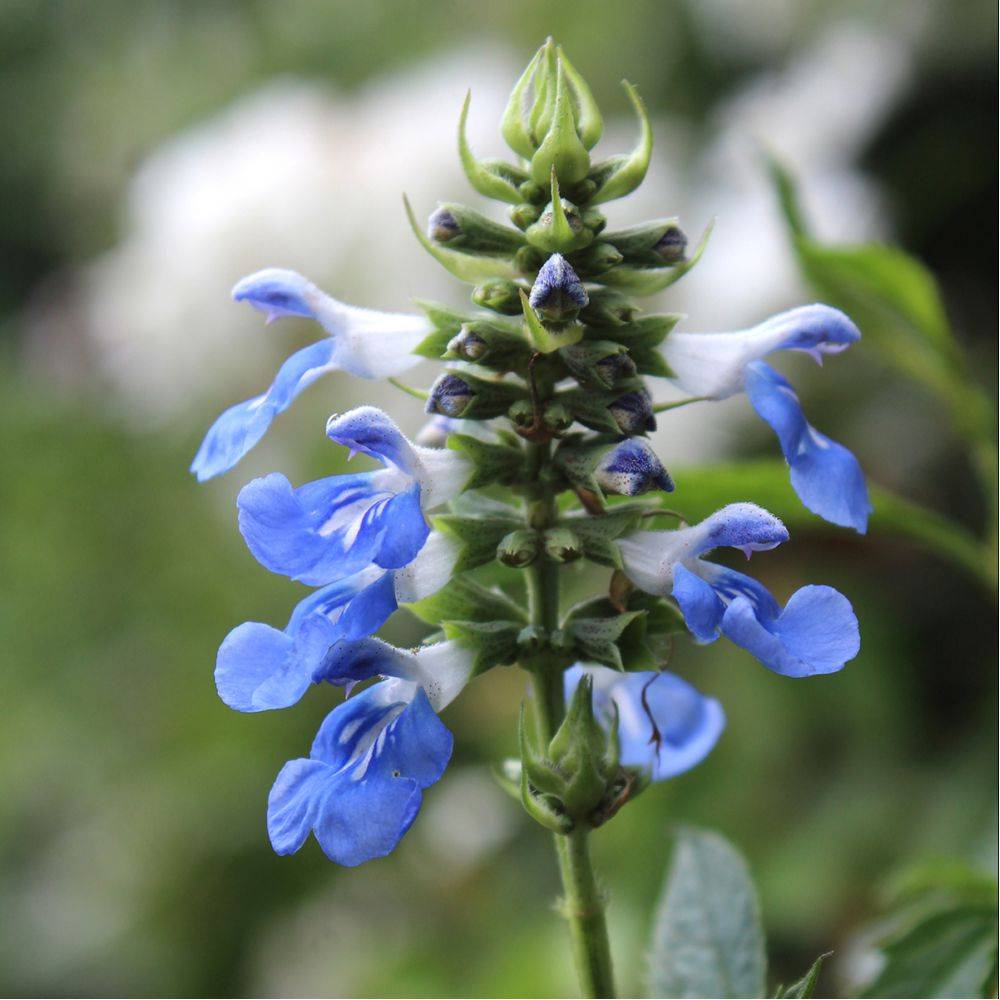Sauge des marais bleue - Salvia uliginosa lot de 3 - Image 1