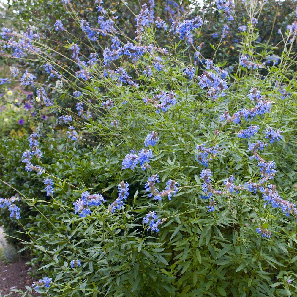 Sauge des marais bleue - Salvia uliginosa lot de 3 - Image 3