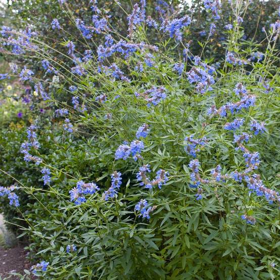 Sauge des marais bleue - Salvia uliginosa lot de 3 - Image 2