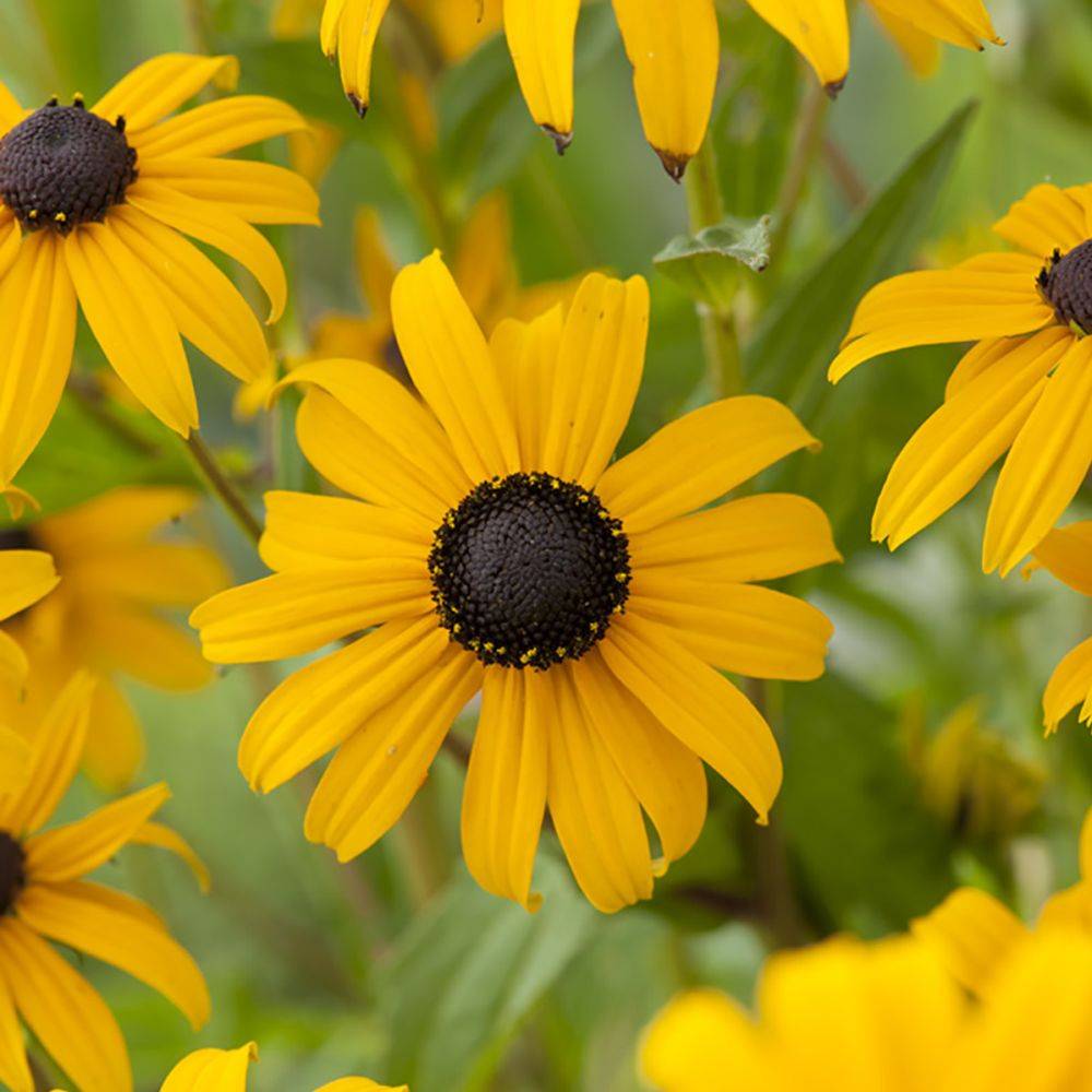 Rudbeckia vivace 'Goldsturm' - Image 3