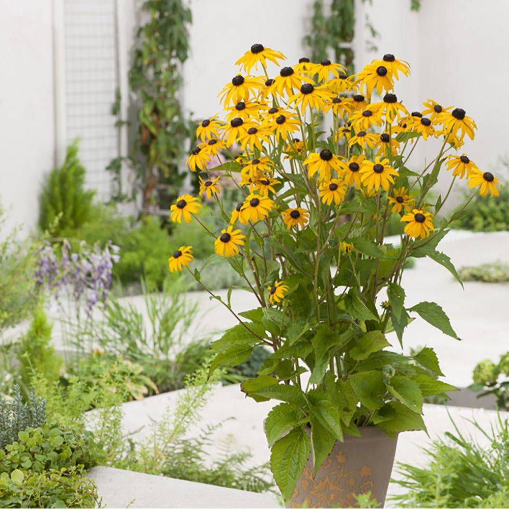 Rudbeckia vivace 'Goldsturm' - Image 1