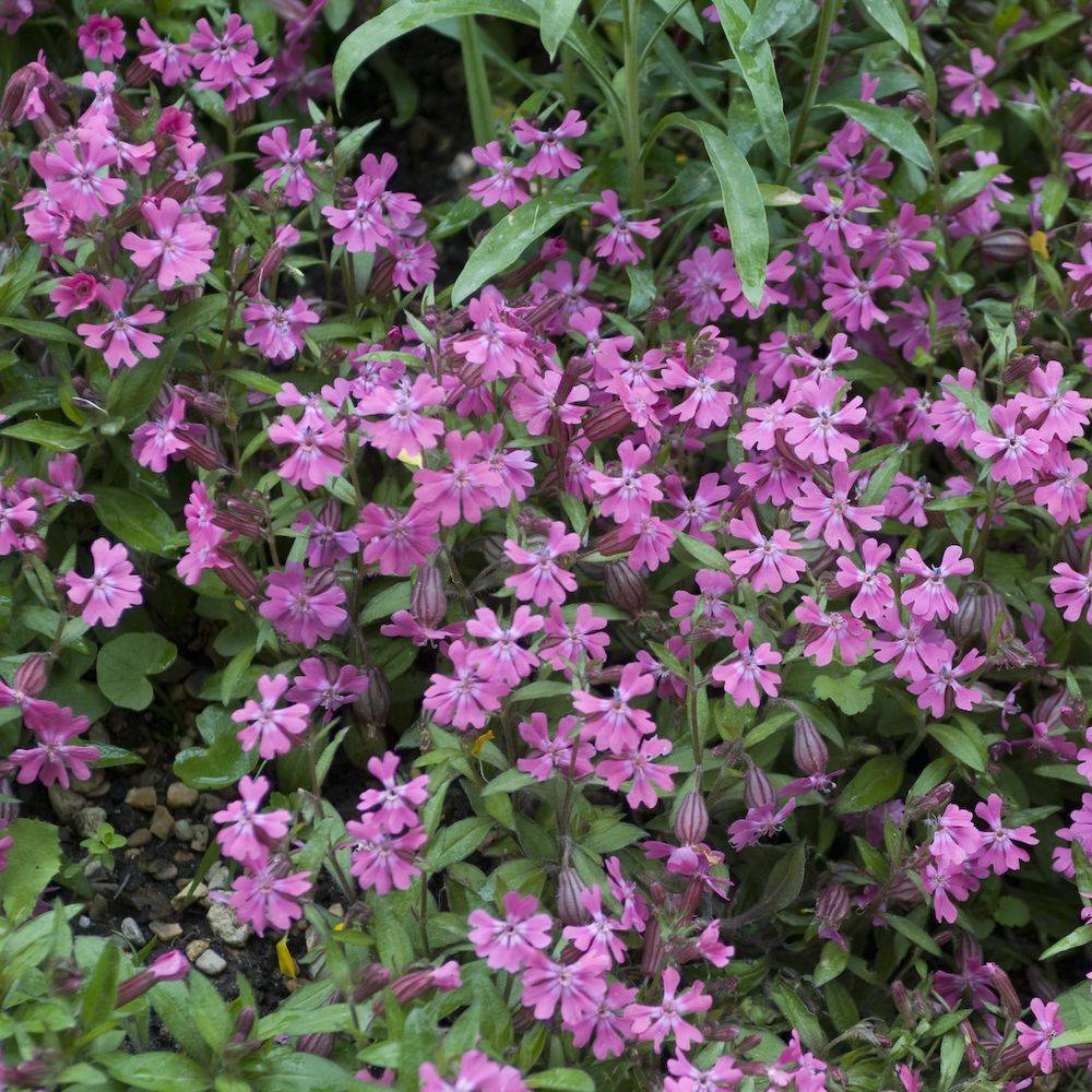 Silene schafta - Image 3