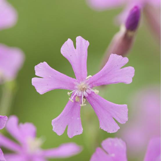 Silene schafta - Image 1