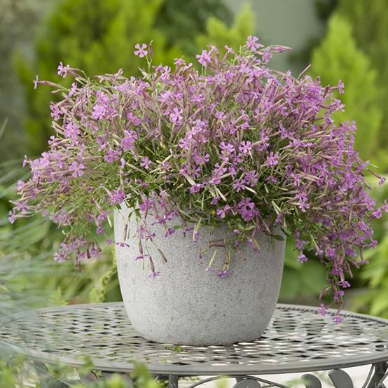 Silene schafta - Image 2