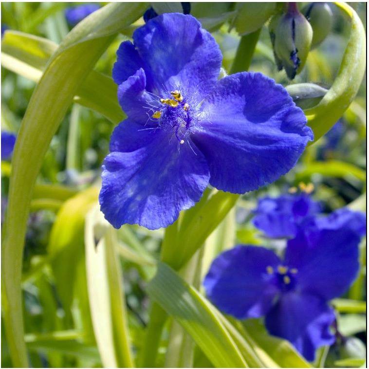 Tradescantia andersoniana sweet kate - Image 2
