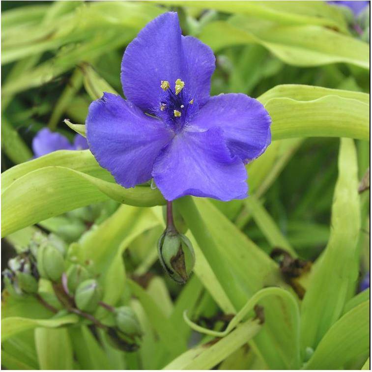 Tradescantia andersoniana sweet kate - Image 3