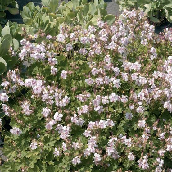 Géranium vivace macrorrhizum 'Spessart' lot de 3