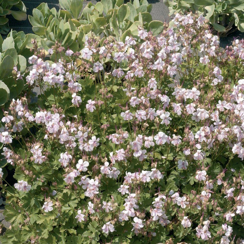 Géranium vivace macrorrhizum 'Spessart' lot de 3