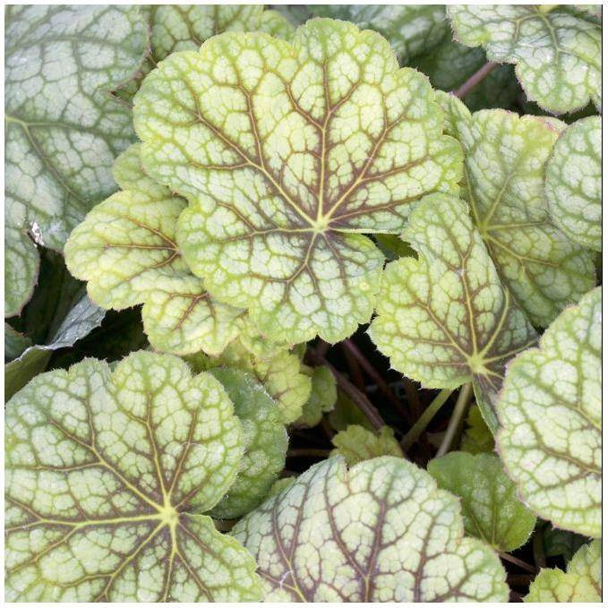 Heuchère Green Spice