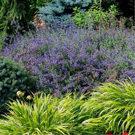 Nepeta - Herbe aux chats Six Hills Giant lot de 3 - Image 1
