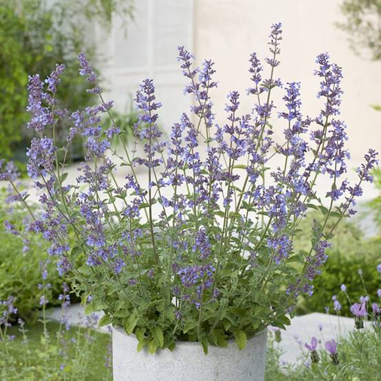Nepeta - Herbe aux chats Six Hills Giant lot de 3 - Image 2