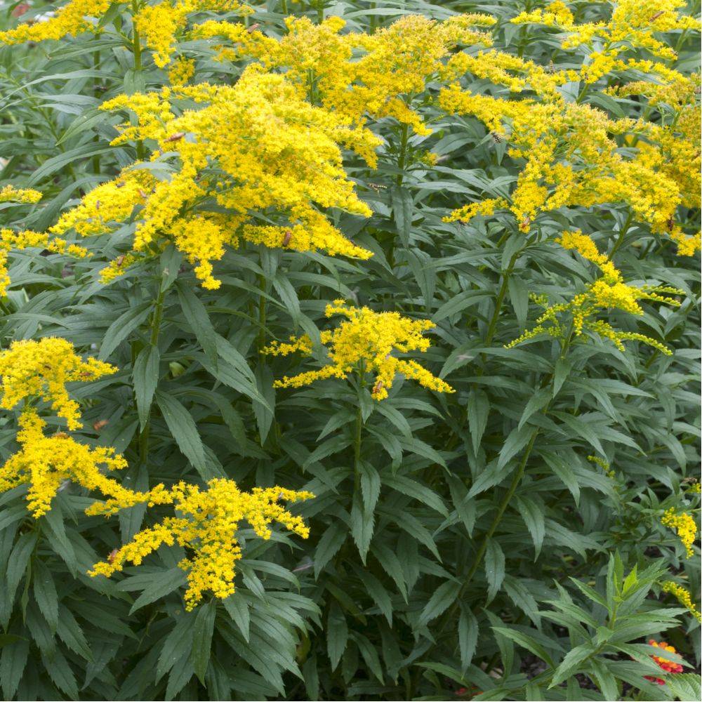 Verge d'or naine 'Golden Dwarf' lot de 3 - Image 1