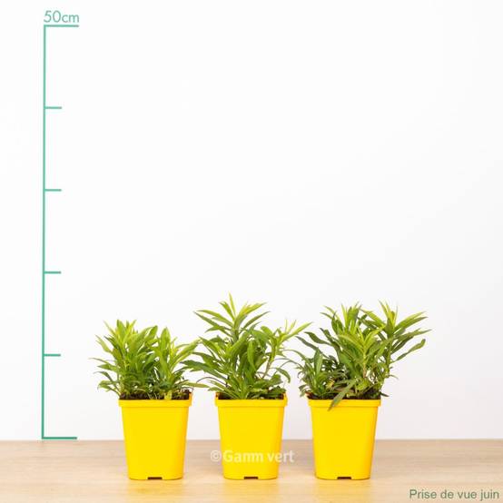 Verge d'or naine 'Golden Dwarf' lot de 3 - Image 2