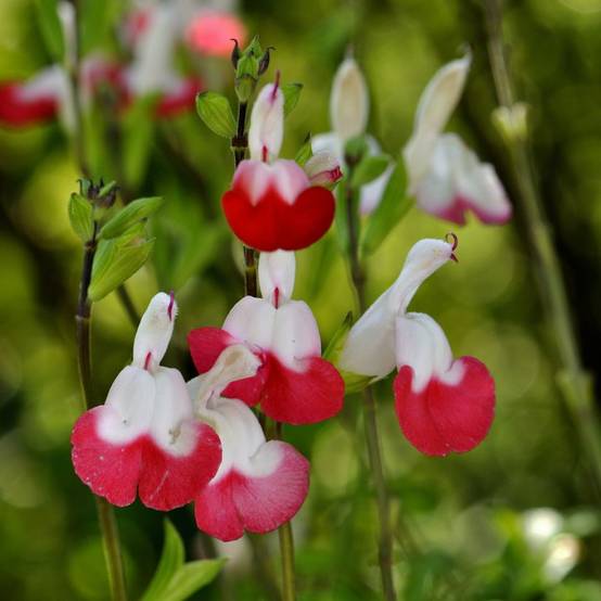 Sauge grahamii Hot Lips lot de 3 - Image 2