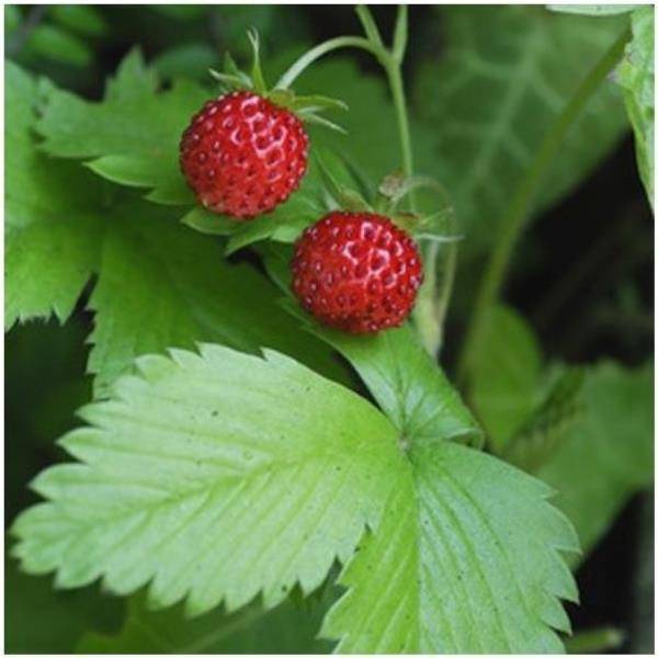 Fraise des bois bio