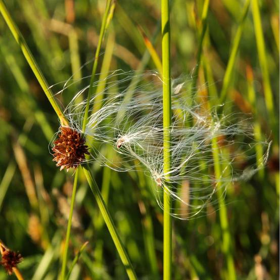 Eriophorum angustifolium - Linaigrette ou Jonc à coton - Image 4