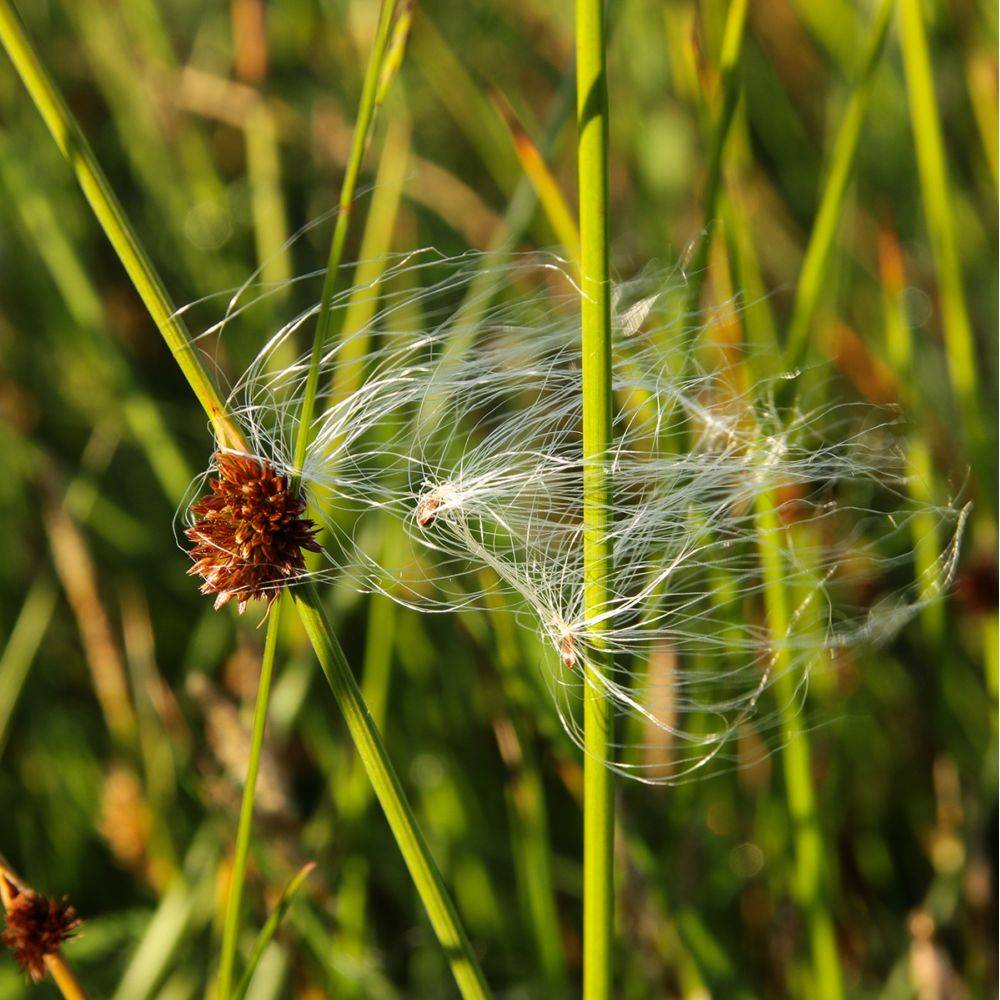Eriophorum angustifolium - Linaigrette ou Jonc à coton - Image 4