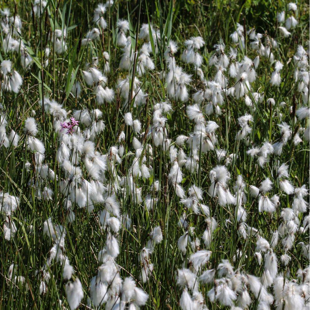 Eriophorum angustifolium - Linaigrette ou Jonc à coton - Image 3