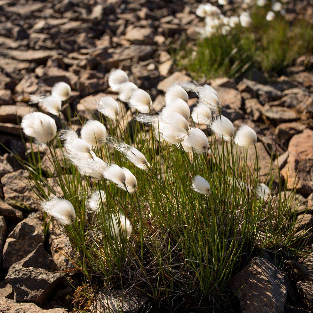 Eriophorum angustifolium - Linaigrette ou Jonc à coton - Image 1