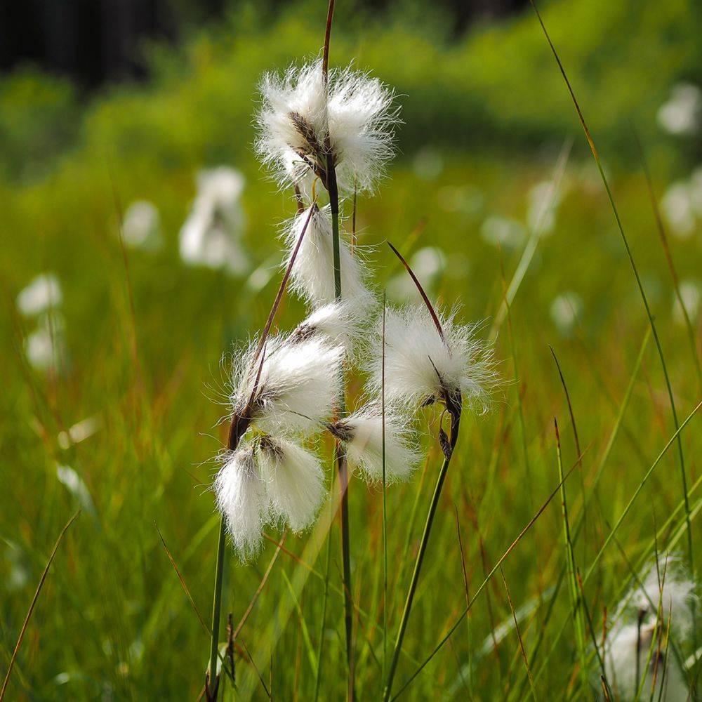Eriophorum angustifolium - Linaigrette ou Jonc à coton - Image 2