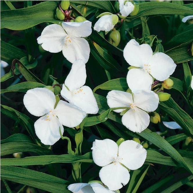 Tradescantia andersoniana blanc lot de 3 - Image 2