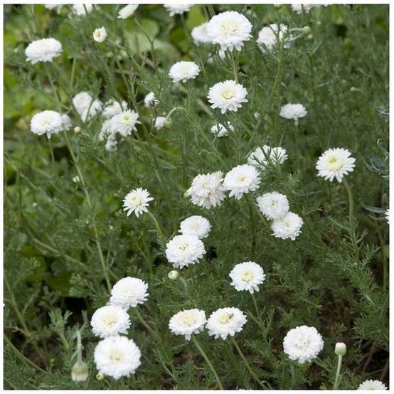 Camomille romaine à fleurs doubles - Image 2